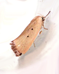 Acanthodela protophaes