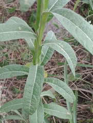 Pterocaulon