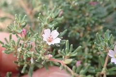 Frankenia pulverulenta
