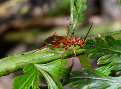 Sphictostethus nitidus