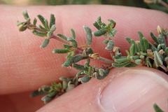 Frankenia pulverulenta