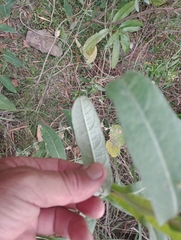 Pterocaulon