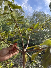 Terminalia buceras