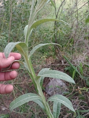 Pterocaulon