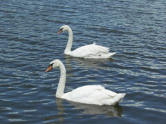 Cygnus olor