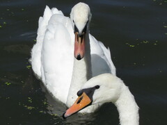Cygnus olor