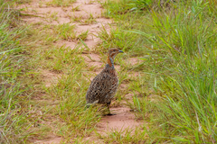 Scleroptila levaillantii