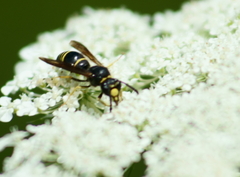 Ancistrocerus antilope