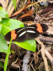 Heliconius besckei