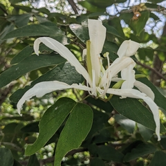 Bauhinia forficata