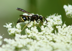 Ancistrocerus antilope