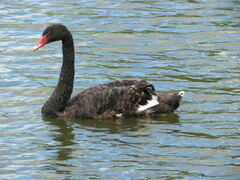 Cygnus atratus