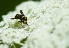 Ancistrocerus antilope