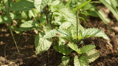 Palpada vinetorum