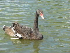 Cygnus atratus