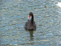 Cygnus atratus