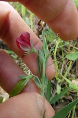 Lathyrus cicera