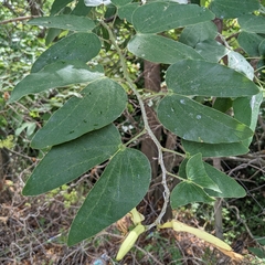 Bauhinia forficata