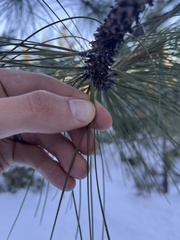 Pinus ponderosa