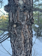 Pinus ponderosa