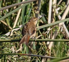 Limnoctites sulphuriferus