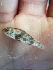 Menticirrhus saxatilis