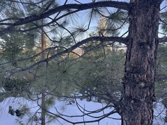 Pinus ponderosa