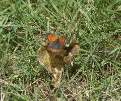 Lycaena phlaeas hypophlaeas