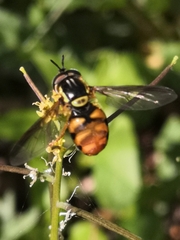 Chrysotoxum triarcuatum