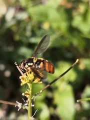 Chrysotoxum triarcuatum