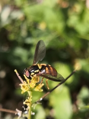 Chrysotoxum triarcuatum