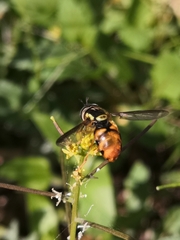 Chrysotoxum triarcuatum