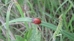 Botanochara planipennis
