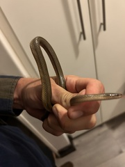 Lycodonomorphus rufulus