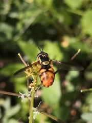Chrysotoxum triarcuatum