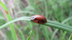 Botanochara planipennis