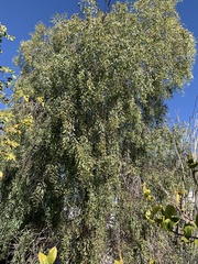 Acacia salicina