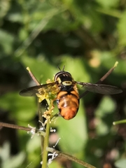 Chrysotoxum triarcuatum