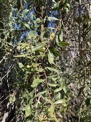 Acacia salicina