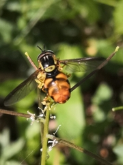 Chrysotoxum triarcuatum