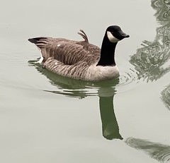 Branta canadensis