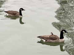 Branta canadensis