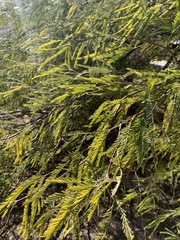 Prosopis