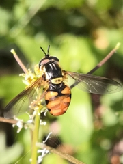 Chrysotoxum triarcuatum
