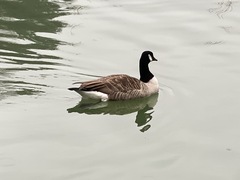 Branta canadensis