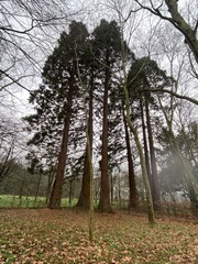 Sequoiadendron giganteum