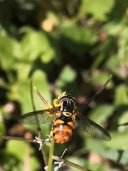 Chrysotoxum triarcuatum