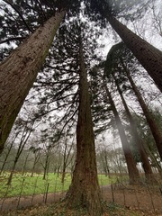 Sequoiadendron giganteum