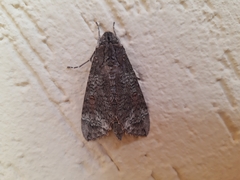 Isognathus allamandae