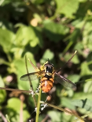 Chrysotoxum triarcuatum